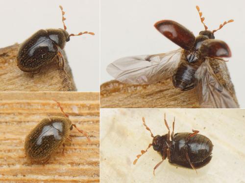 Dorcatoma sp.